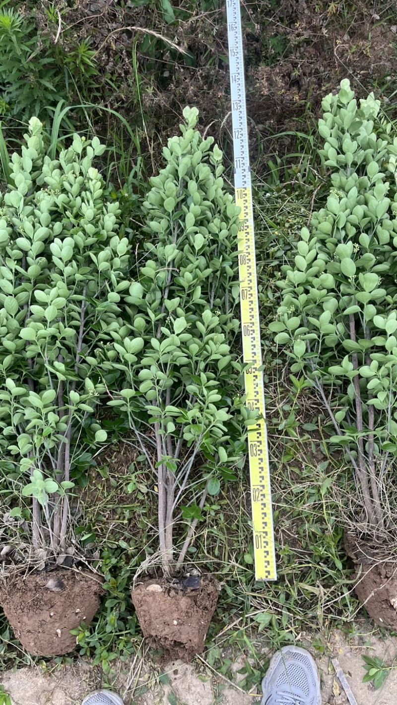 河南北海道黄杨基地规格齐全自产自销