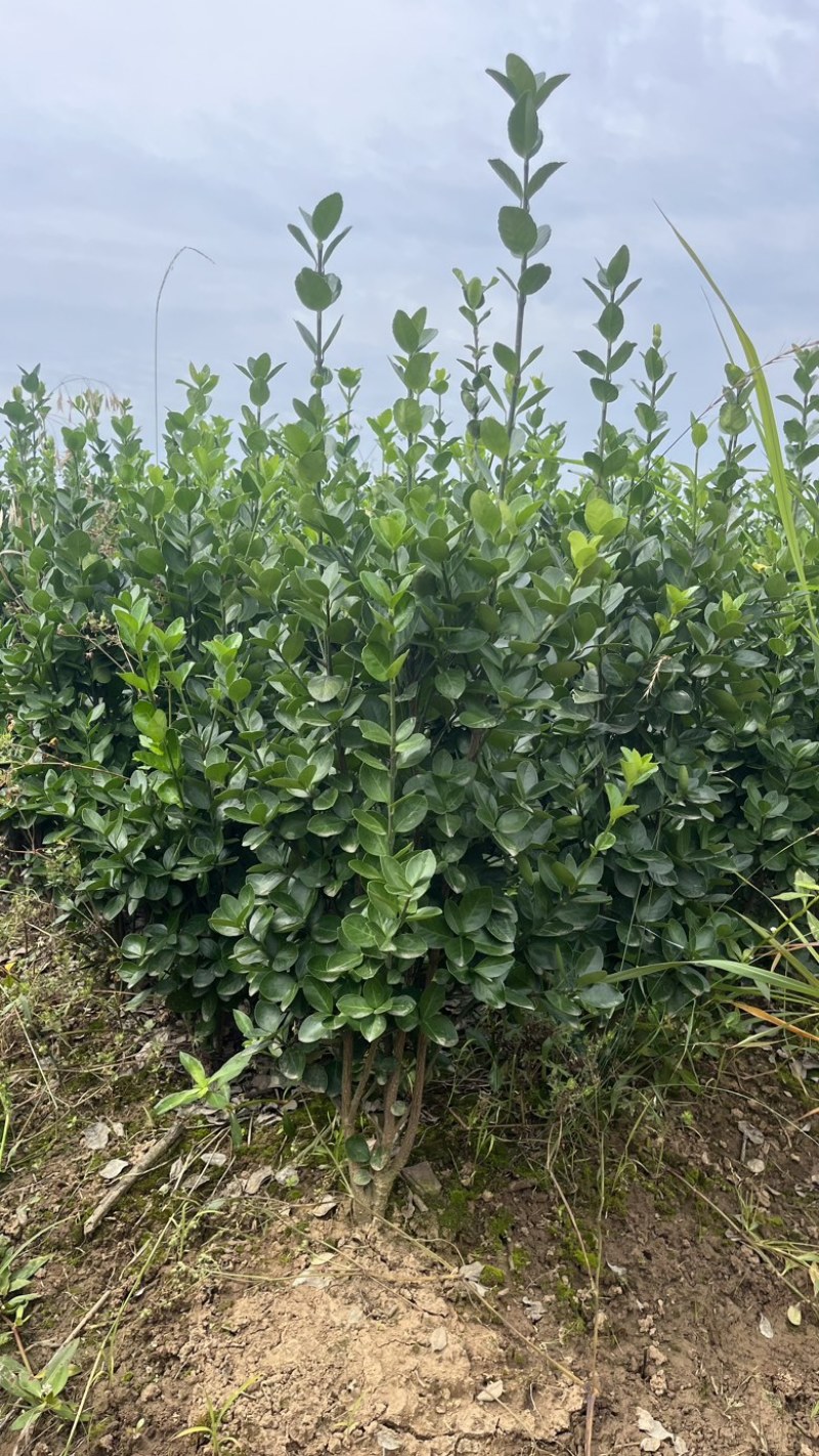 河南北海道黄杨基地规格齐全自产自销