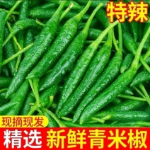 精品小米青今日报价适合电商超市各大市场品质好品质有保障