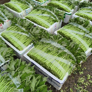 精品薄膜箱空心菜，
