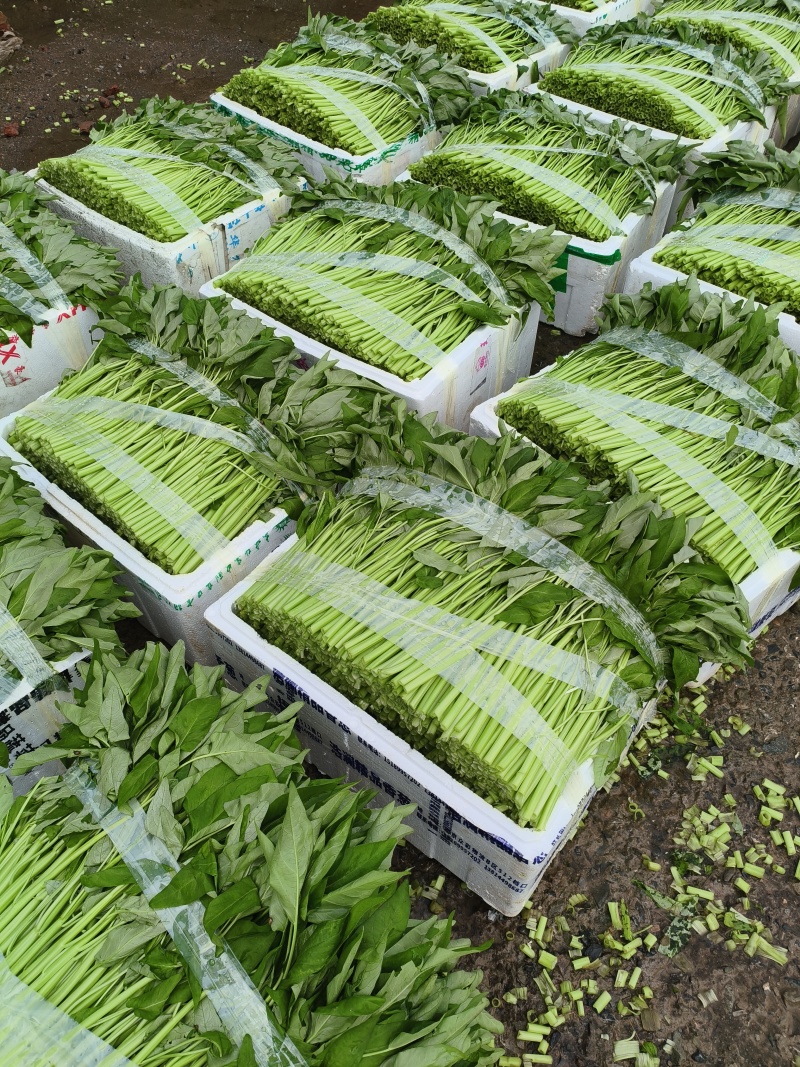精品薄膜箱空心菜，