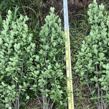 河南北海道黄杨基地规格齐全自产自销