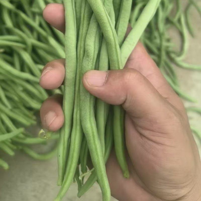 甘肃路天无筋豆大量上市，欢迎各位老板来甘肃采购