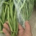 甘肃路天无筋豆大量上市，欢迎各位老板来甘肃采购