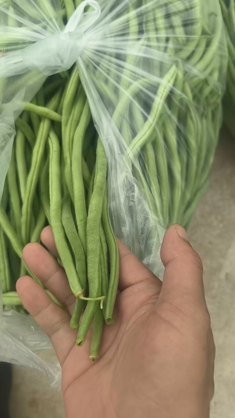 甘肃路天无筋豆大量上市，欢迎各位老板来甘肃采购