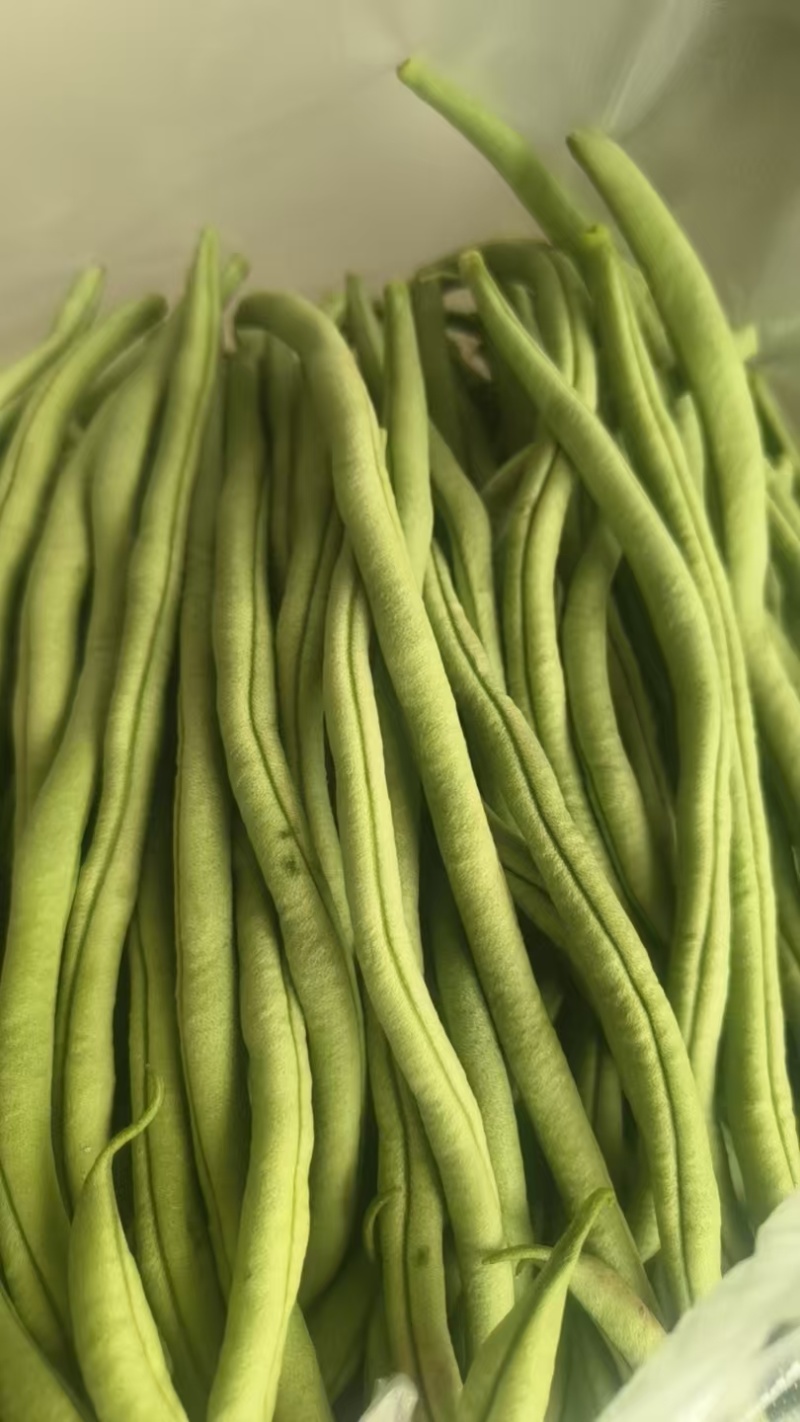 甘肃路天无筋豆大量上市，欢迎各位老板来甘肃采购