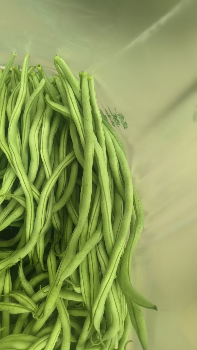 甘肃路天无筋豆大量上市，欢迎各位老板来甘肃采购