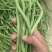 甘肃路天无筋豆大量上市，欢迎各位老板来甘肃采购