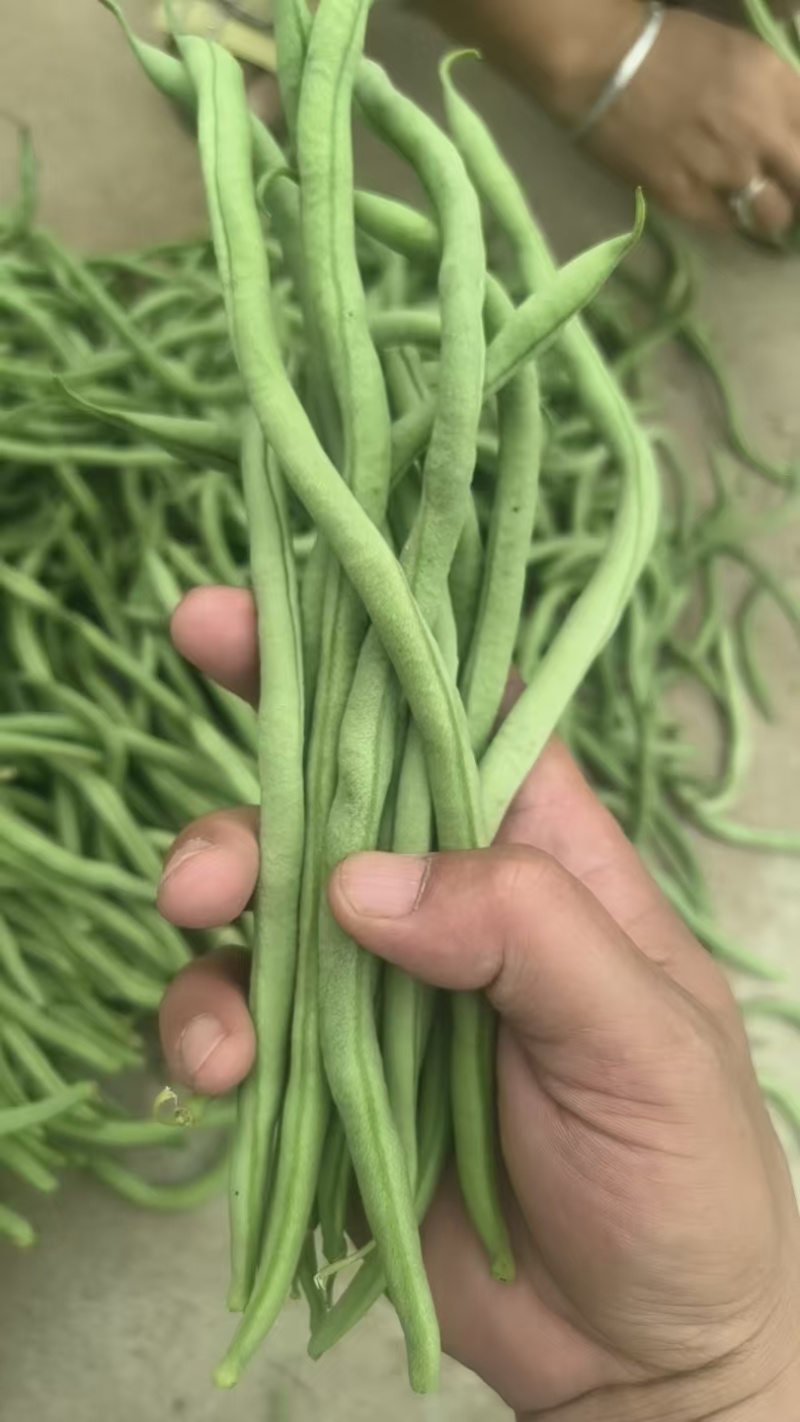 甘肃路天无筋豆大量上市，欢迎各位老板来甘肃采购