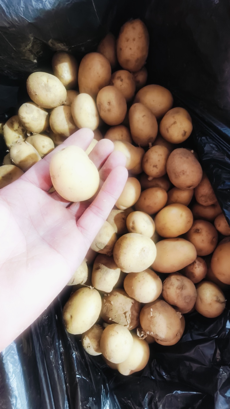 精品迷你小土豆，黄皮黄心，大量供应