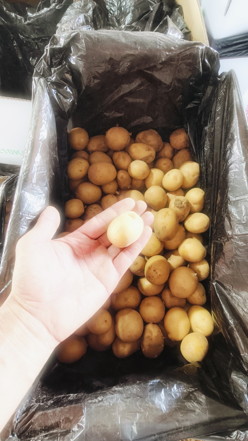 精品迷你小土豆，黄皮黄心，大量供应