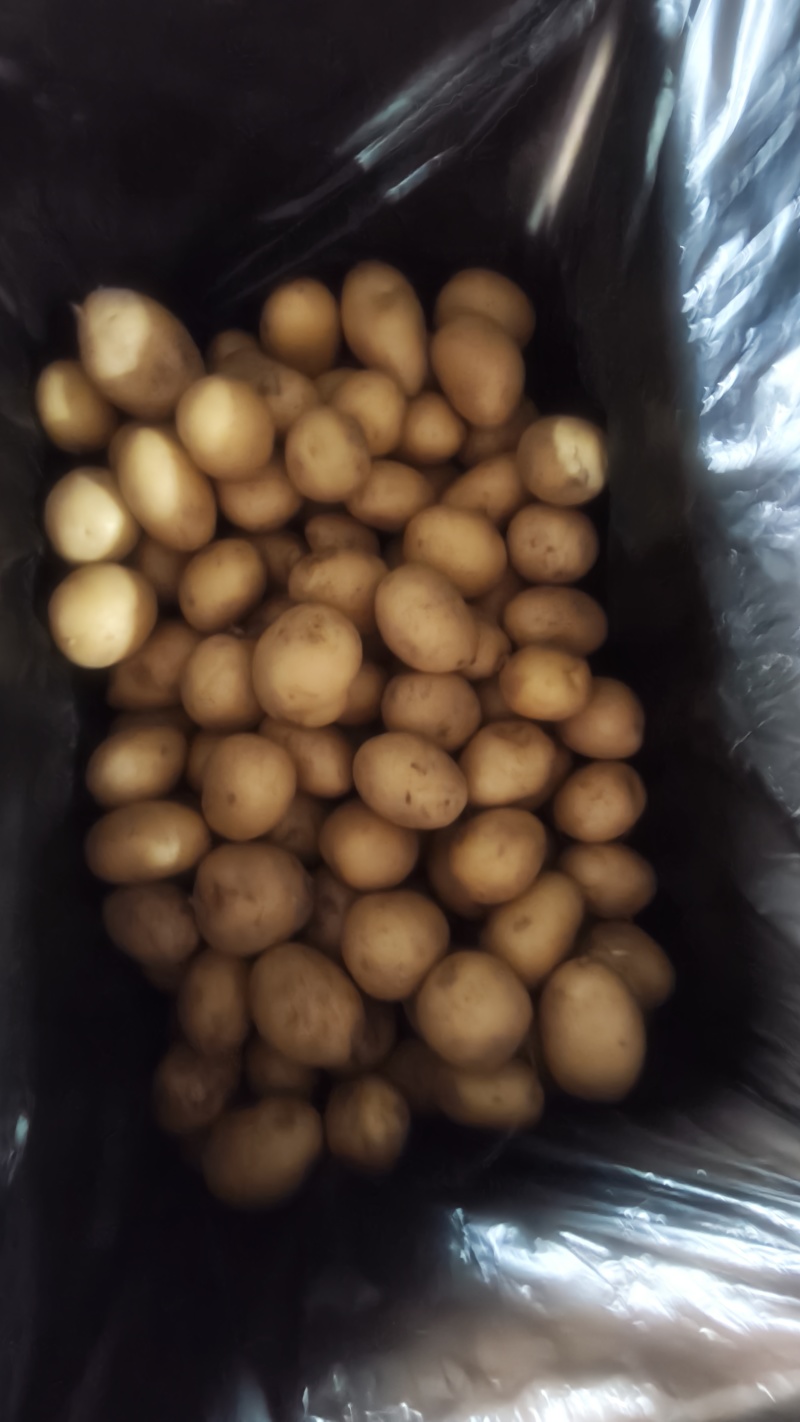精品迷你小土豆，黄皮黄心，大量供应