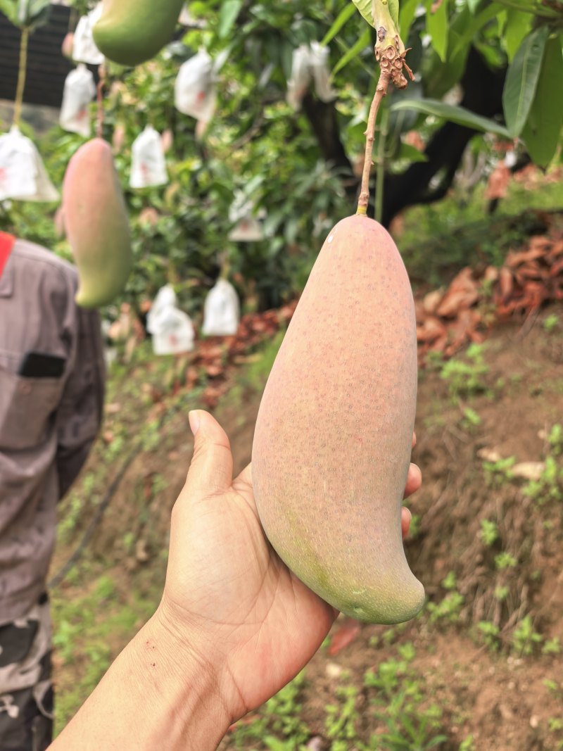 四川攀枝花象牙芒果大量供应核薄肉多对接市场口感香甜