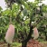 四川攀枝花象牙芒果大量供应核薄肉多对接市场口感香甜