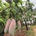 四川攀枝花象牙芒果大量供应核薄肉多对接市场口感香甜