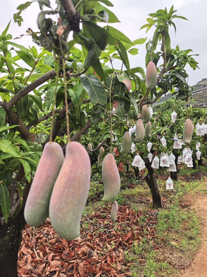 四川攀枝花象牙芒果大量供应核薄肉多对接市场口感香甜