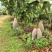 四川攀枝花象牙芒果大量供应核薄肉多对接市场口感香甜
