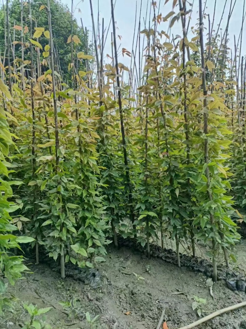 油麻藤郫县基地直发成都油麻藤种植户一手货源批发价
