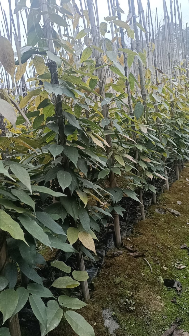 油麻藤郫县基地直发成都油麻藤种植户一手货源批发价