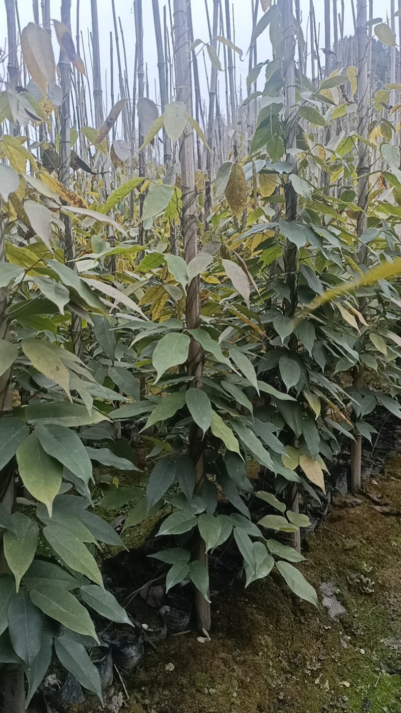油麻藤郫县基地直发成都油麻藤种植户一手货源批发价