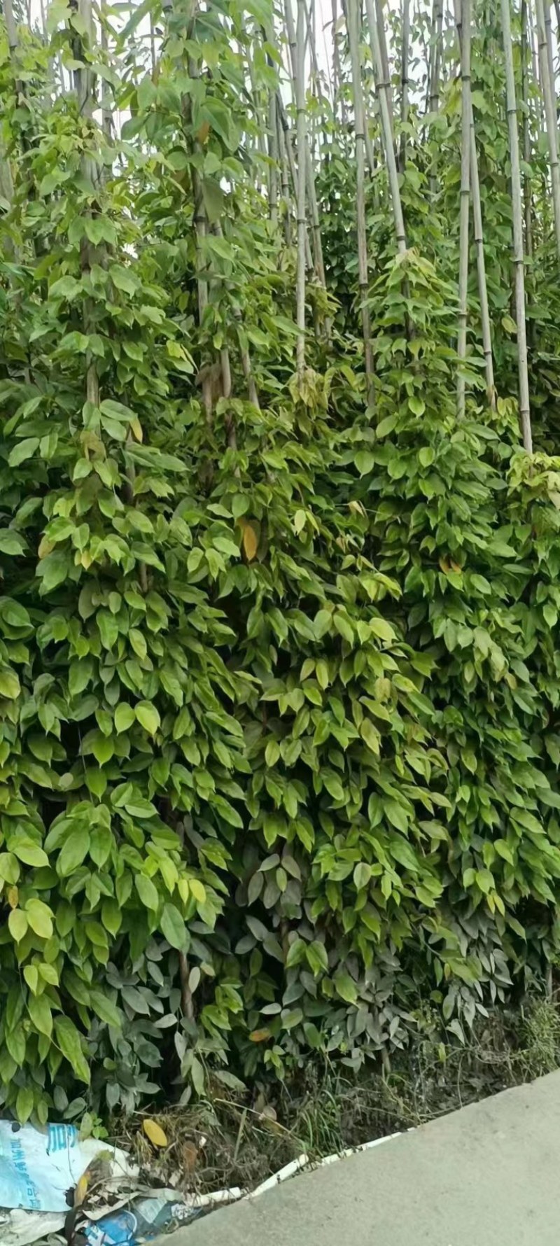 油麻藤郫县基地直发成都油麻藤种植户一手货源批发价