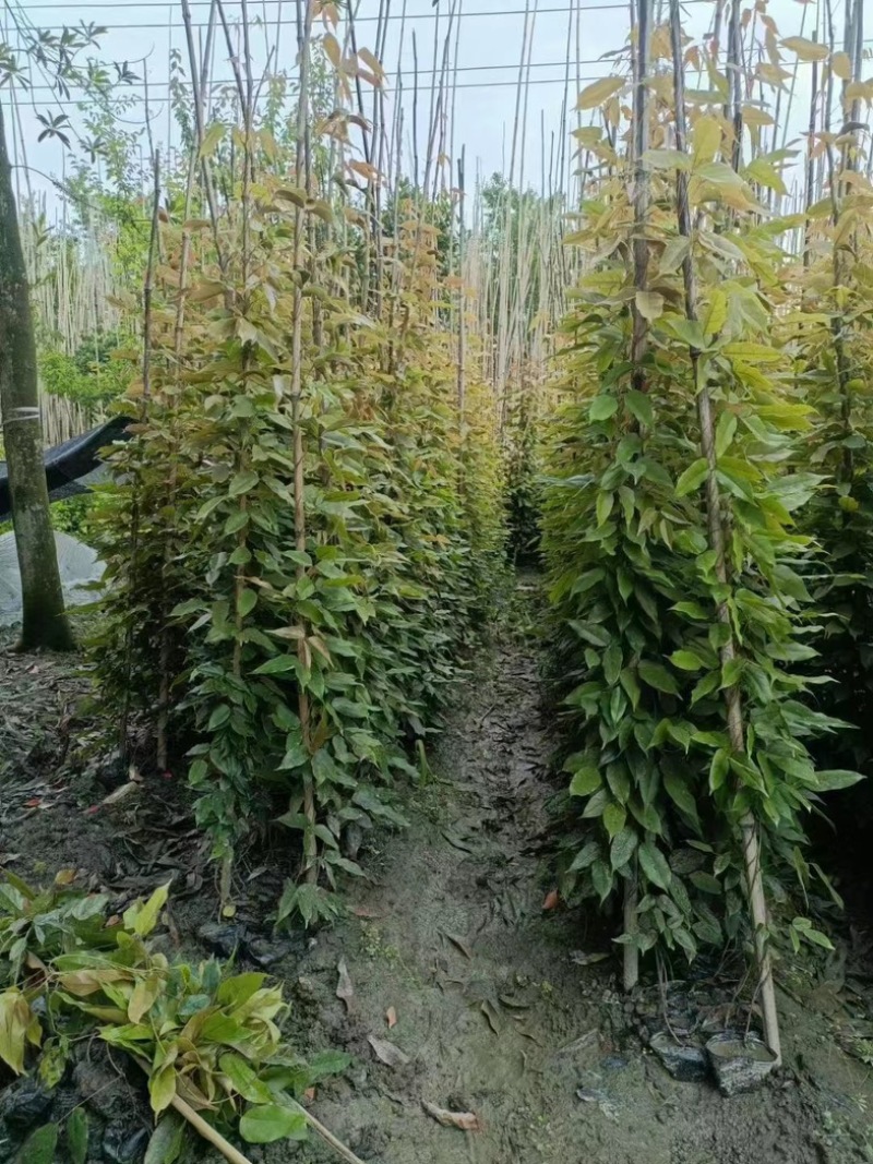 油麻藤郫县基地直发成都油麻藤种植户一手货源批发价