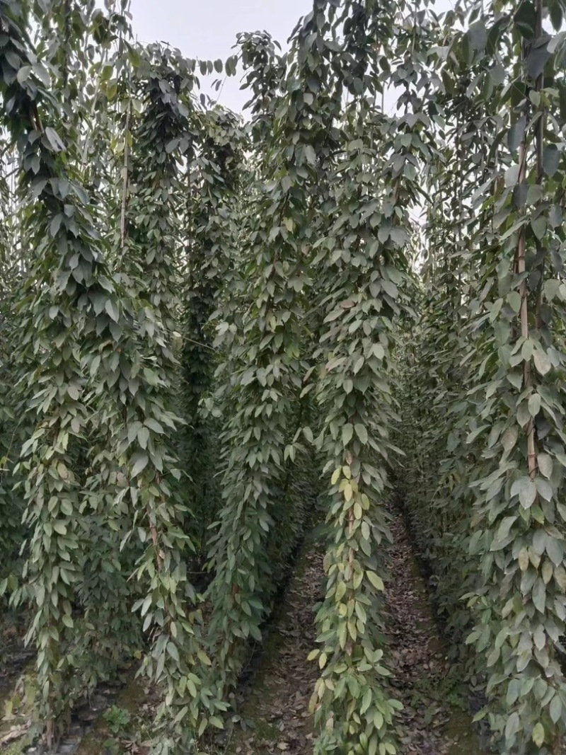 油麻藤郫县基地直发成都油麻藤种植户一手货源批发价