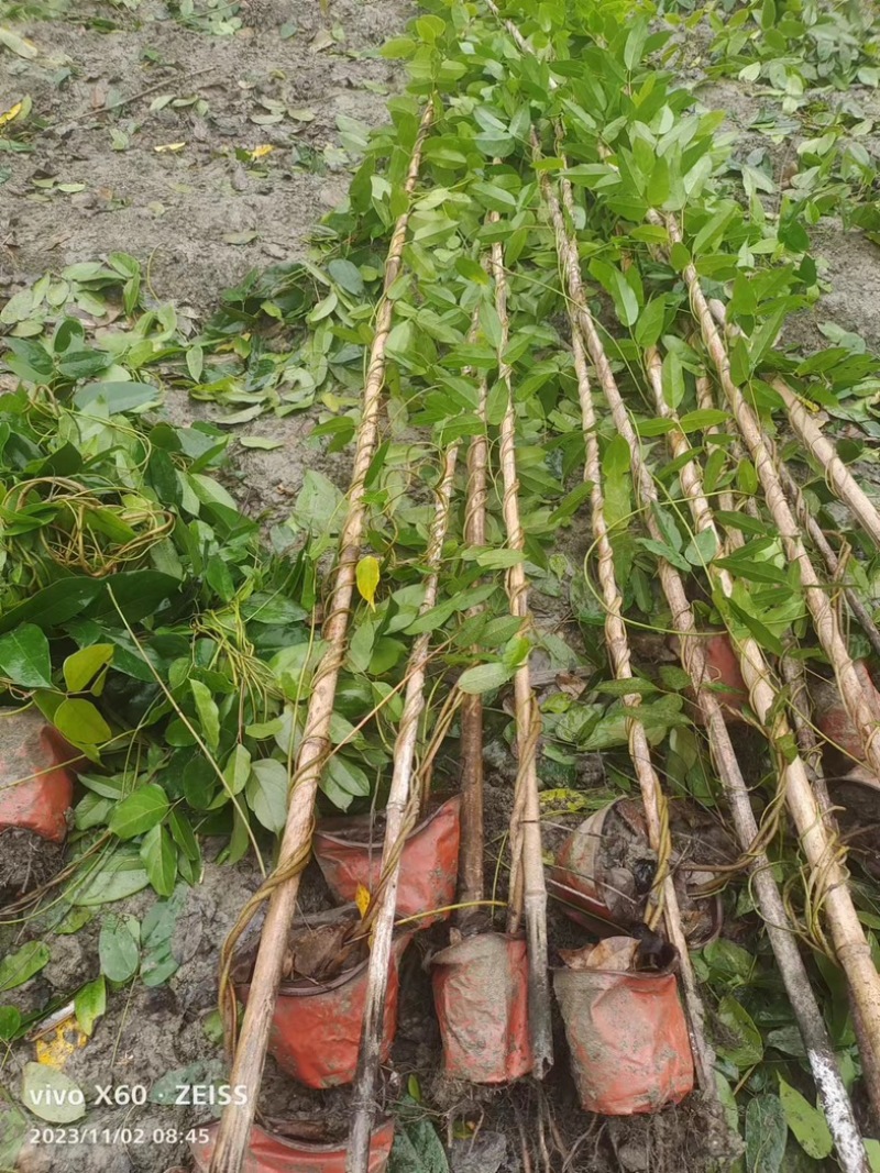 油麻藤郫县基地直发成都油麻藤种植户一手货源批发价