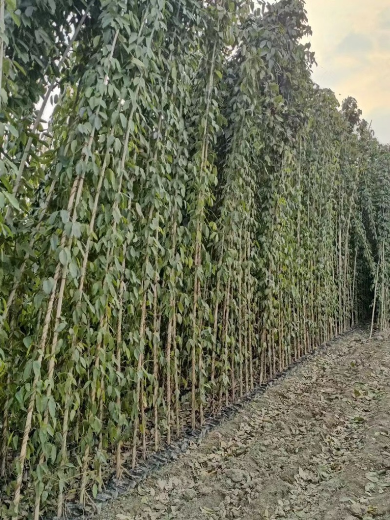 油麻藤郫县基地直发成都油麻藤种植户一手货源批发价