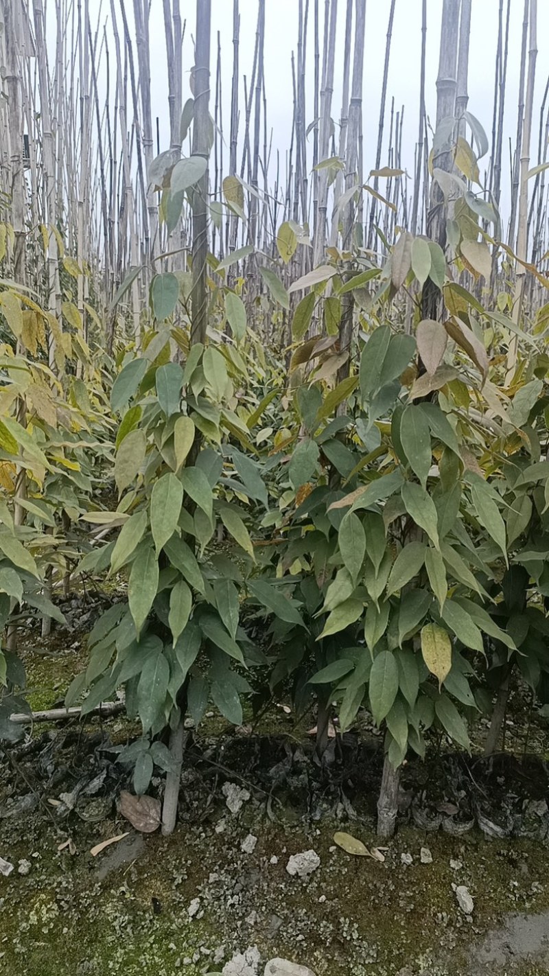 油麻藤郫县基地直发成都油麻藤种植户一手货源批发价