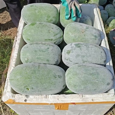 大量供应广西小灰冬瓜清甜