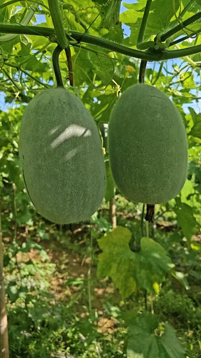大量供应广西小灰冬瓜清甜