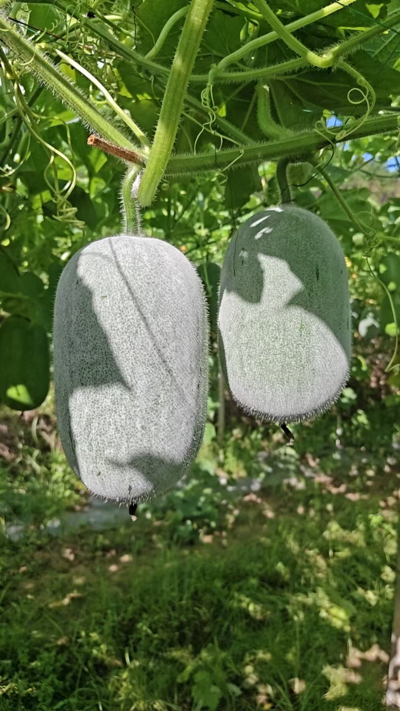 大量供应广西小灰冬瓜清甜