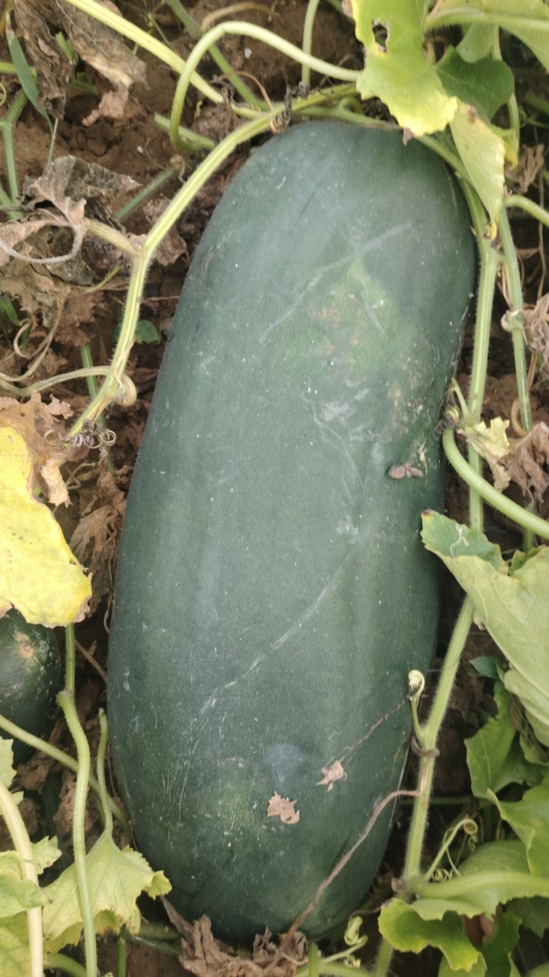 南阳市新野县民富蔬菜种植专业合作社地冬瓜大量供应量大从优