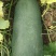 南阳市新野县民富蔬菜种植专业合作社地冬瓜大量供应量大从优