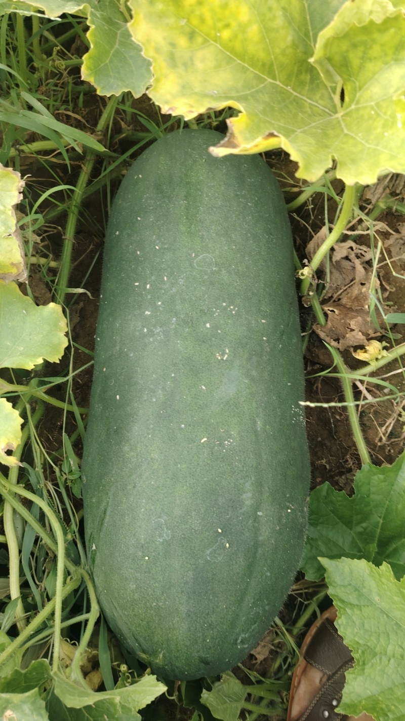南阳市新野县民富蔬菜种植专业合作社地冬瓜大量供应量大从优