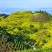 急转四川筠连有1000亩高山茶园，可承包也可合作