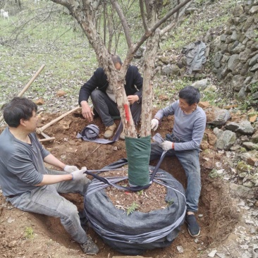 大山茱萸苗质量保证价格优惠产地直发量大优惠