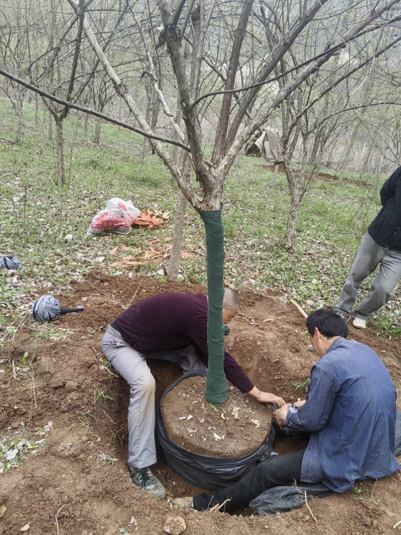 大山茱萸苗质量保证价格优惠产地直发量大优惠