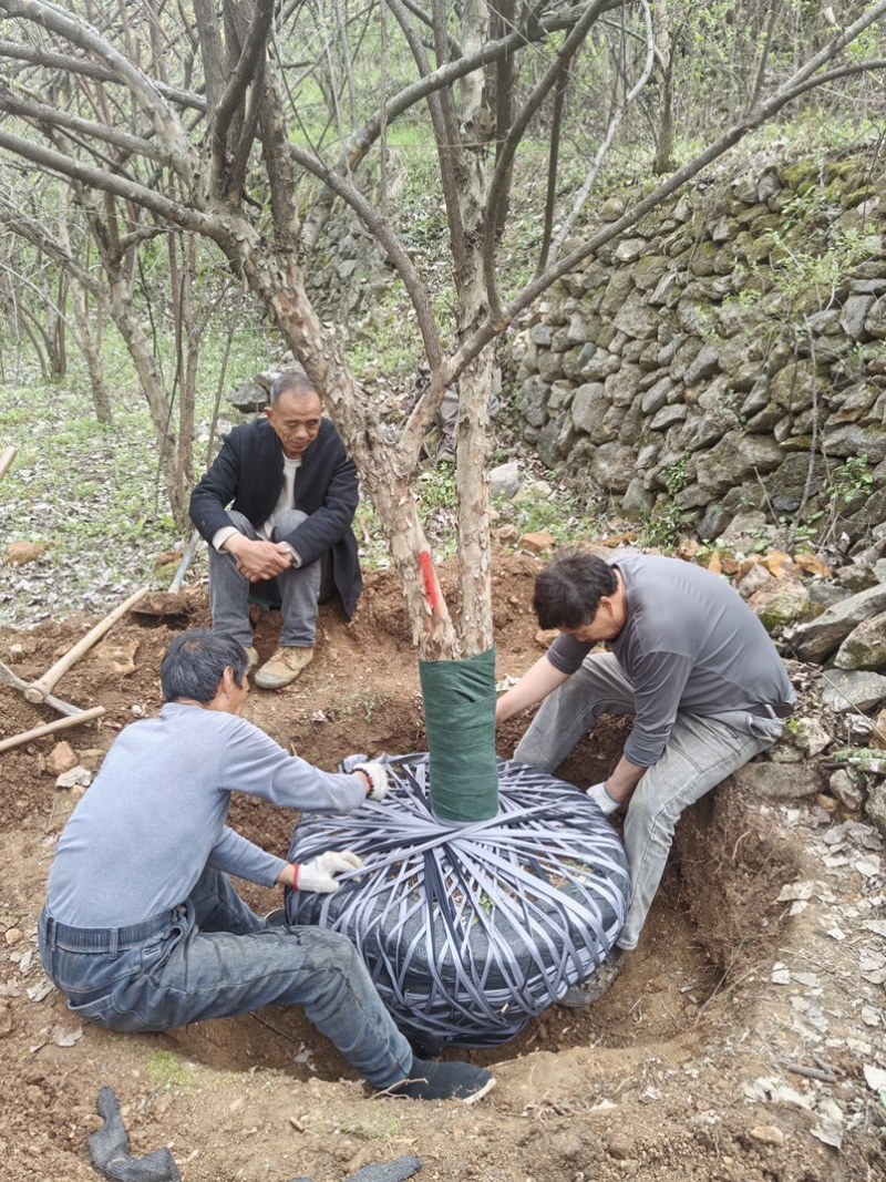 大山茱萸苗质量保证价格优惠产地直发量大优惠