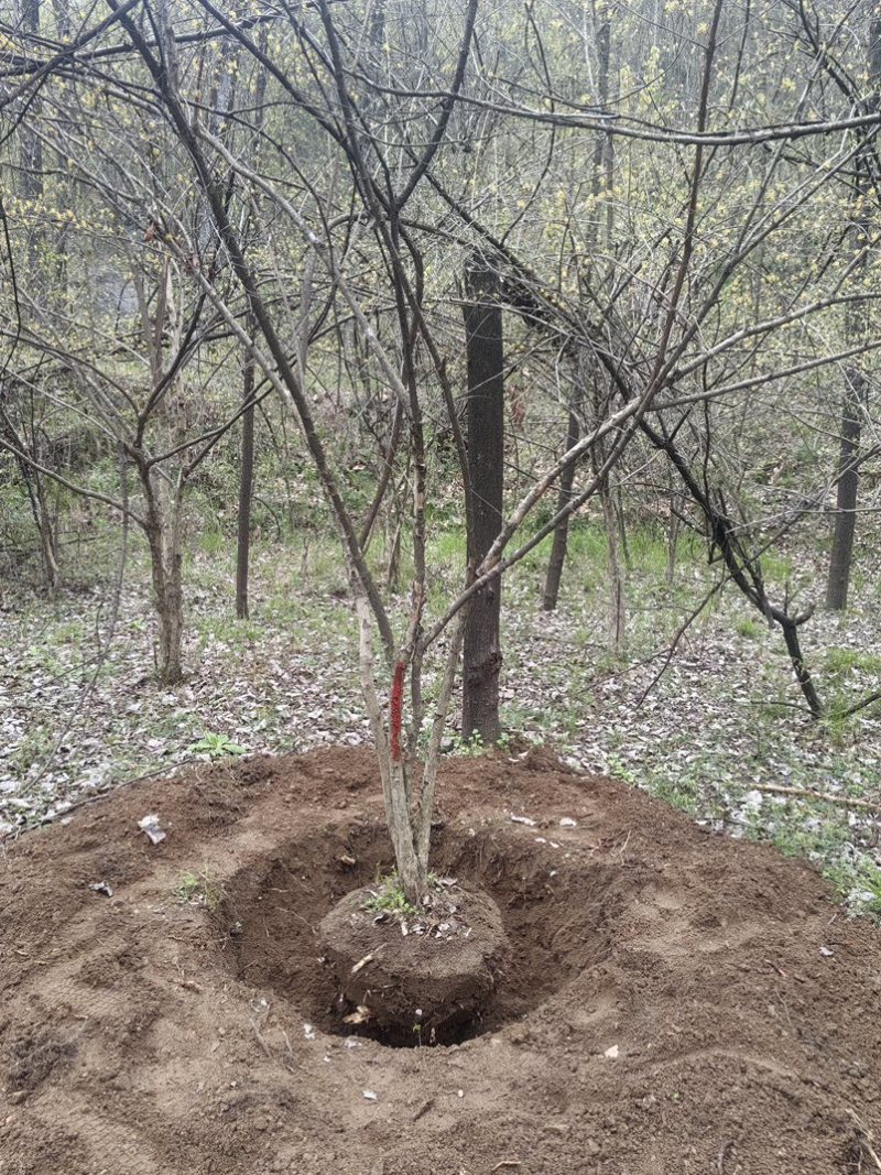 大山茱萸苗质量保证价格优惠产地直发量大优惠