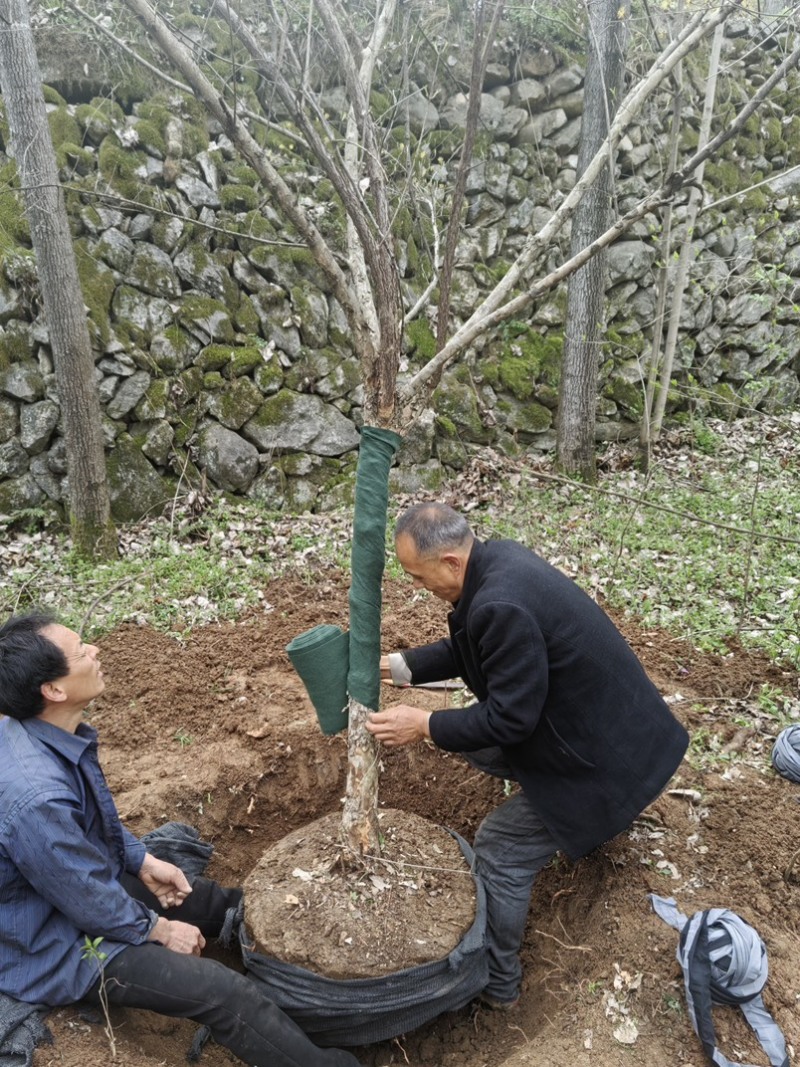 大山茱萸苗质量保证价格优惠产地直发量大优惠