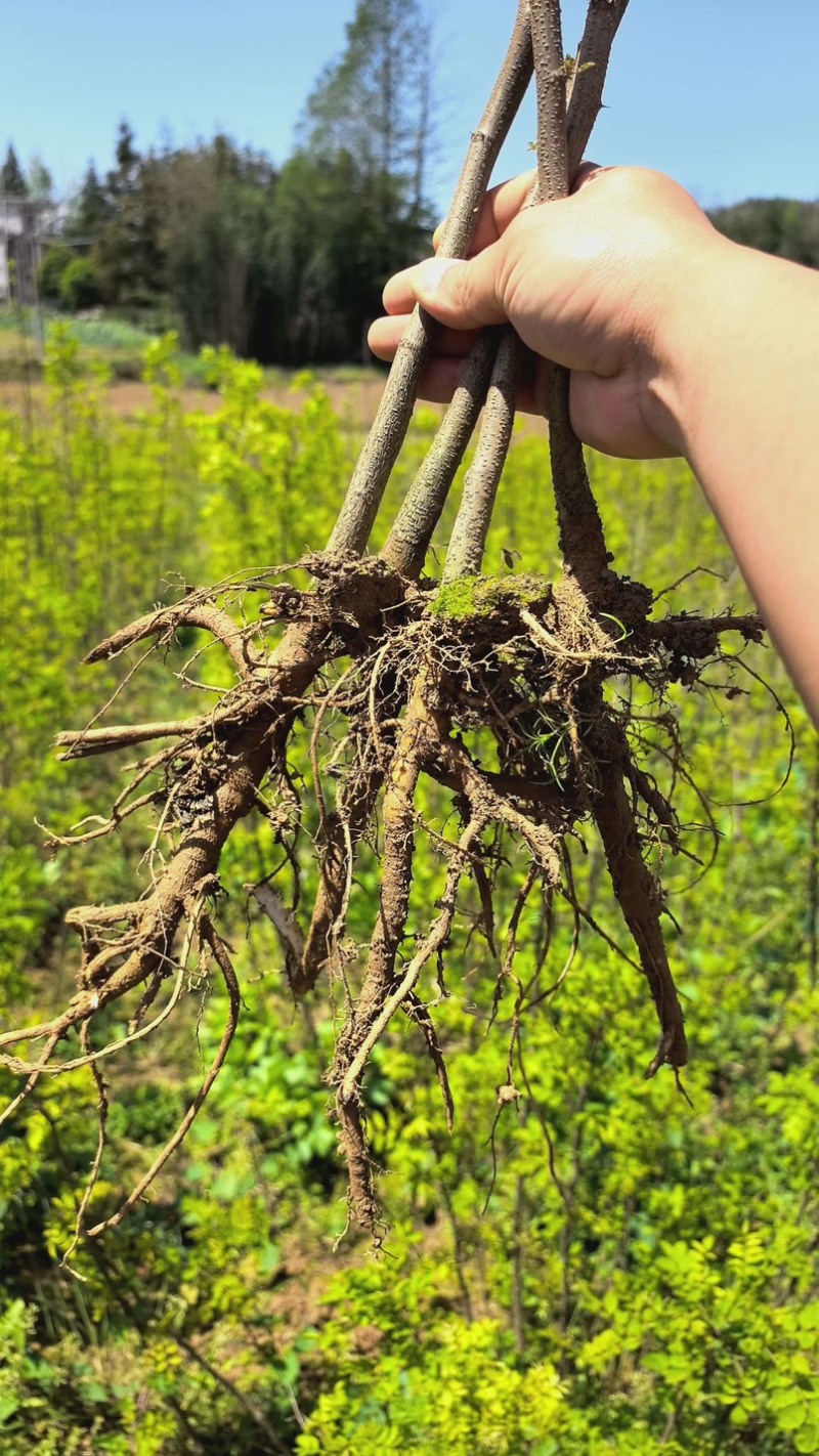 刺槐小苗洋槐树荒山绿化矿山修复