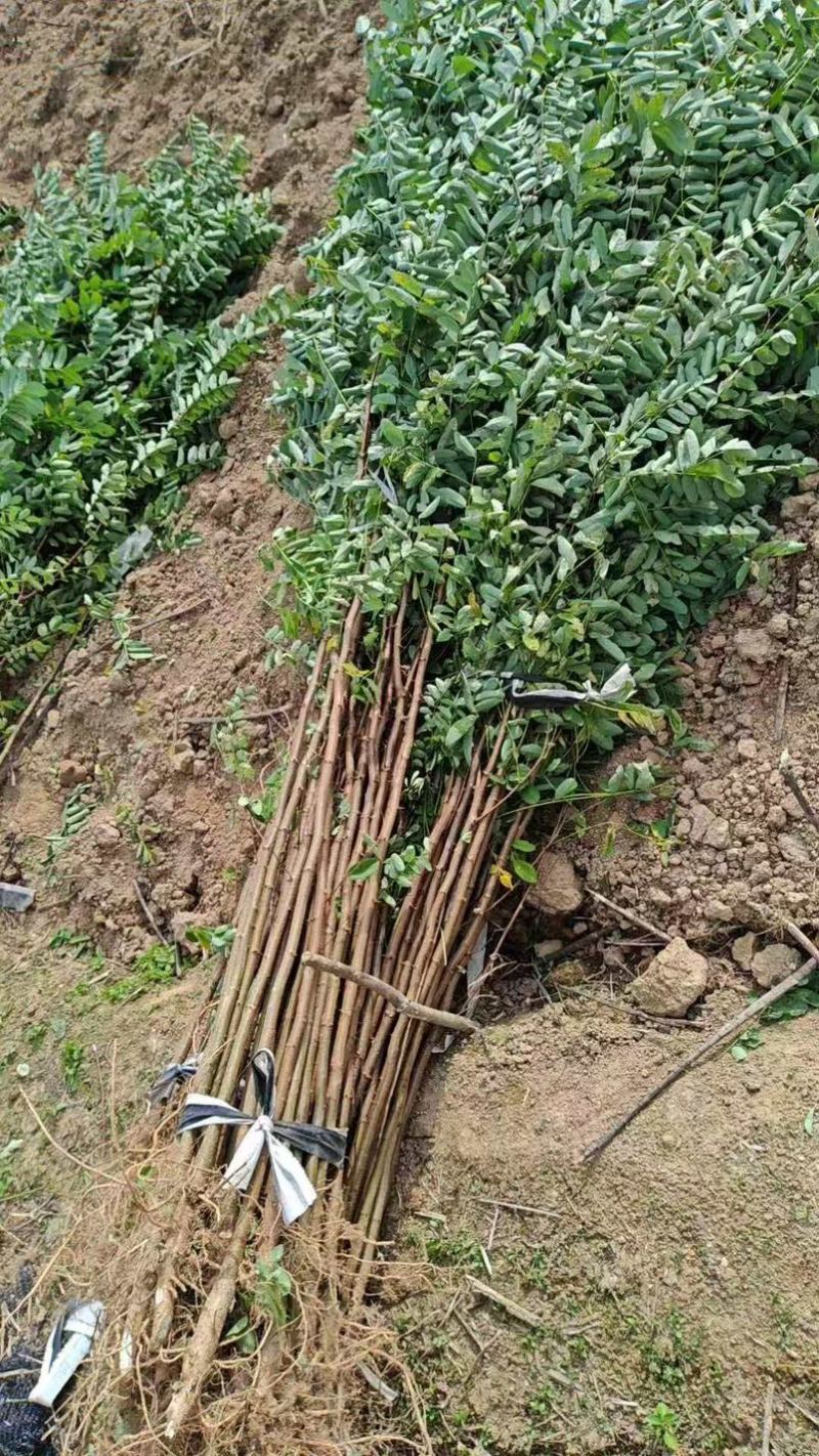 刺槐小苗洋槐树荒山绿化矿山修复