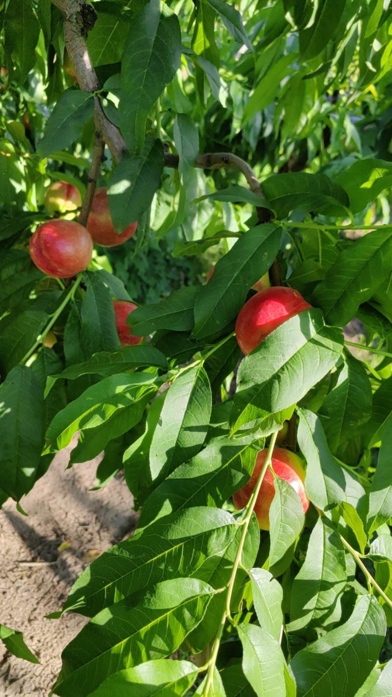 白油桃