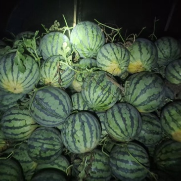 《热卖》二茬精品有籽