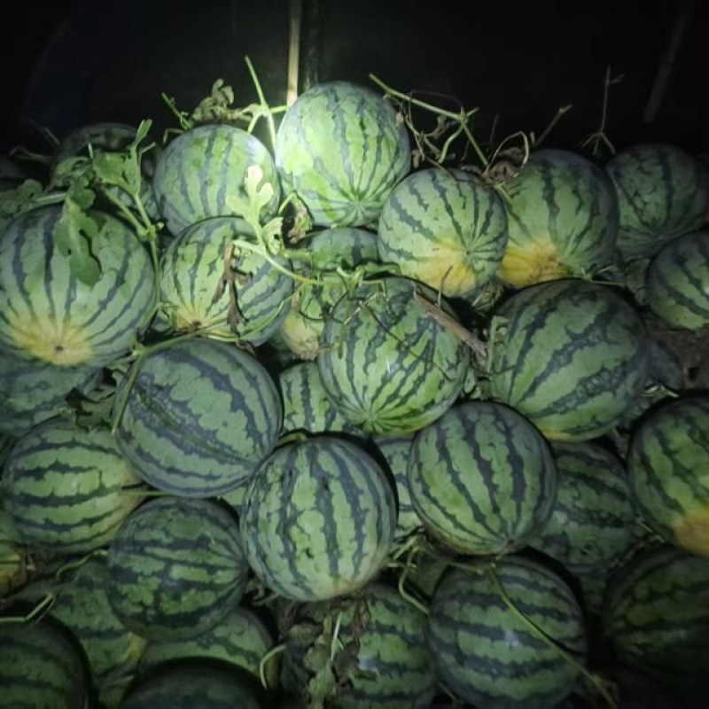 《热卖》二茬精品有籽