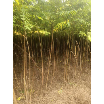 火炬树苗，红火炬盐肤木荒山绿化耐寒耐贫瘠