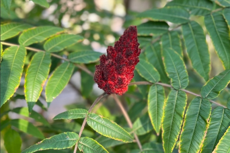 火炬树苗，红火炬盐肤木荒山绿化耐寒耐贫瘠