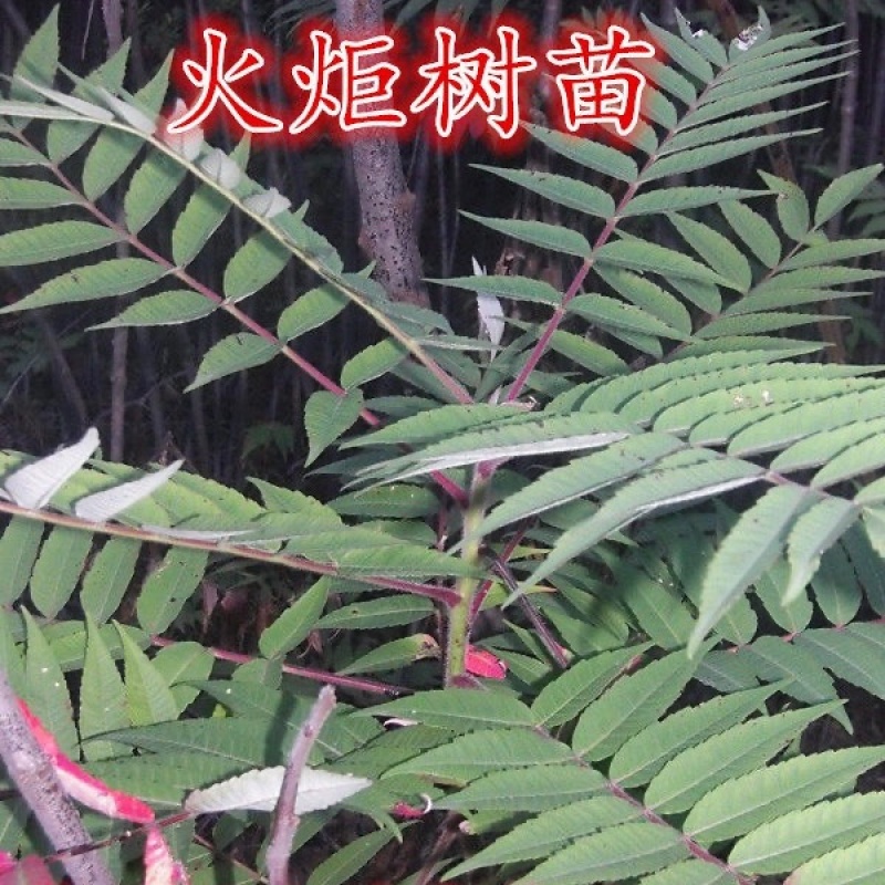 火炬树苗，红火炬盐肤木荒山绿化耐寒耐贫瘠